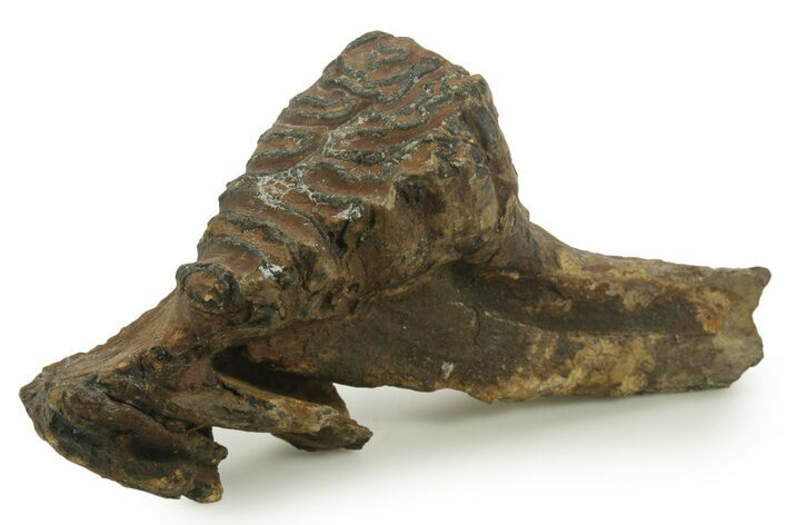 Fossil Woolly Mammoth Molar - Siberia #377772